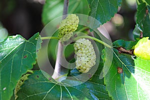 Close up of a green and ripe white mulberry on a branch. Morus alba as white mulberry