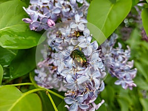 Close-up of the green rose chafer (Cetonia aurata) crawling among lilac flowers in a park