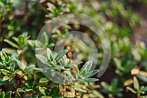 Close up of green rosemary