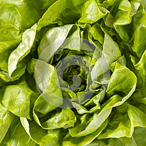 Close-up of a green salad vegetable.