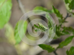 Close-up of a green Sawfly, a macrolophus, a bug on a green leaf.