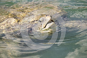 Close-up of green sea turtle