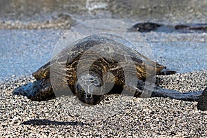 Close of up green sea turtle on beach. Eyes closed. Next to black rock. Water in background.