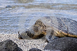 Close of up green sea turtle on beach. Eyes closed. Next to black rock. Water in background.