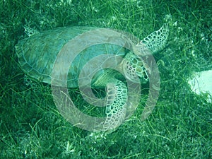 Close up of a Green Sea Turtle (Chelonia mydas) Feeding on Seagrass in Sunlit, Shallow Caribbean Seas with Cleaning Gobies.