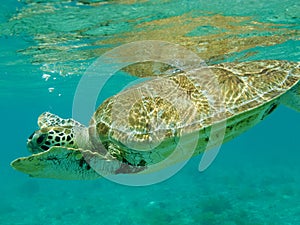 Close up of Green Sea Turtle (Chelonia mydas) Swimming.