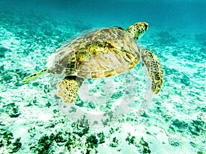 Close-up of Green Sea Turtle Chelonia mydas Swimming in Sunlit, Shallow Caribbean Seas.