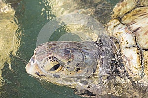 Close-up Green Sea turtle  from Grand Cayman Island