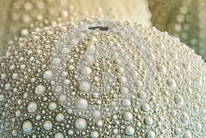 Close-Up of Green Sea Urchin Shells