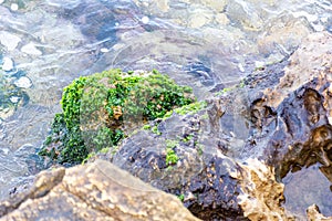 Close-up green seaweed on the stone on the beach.