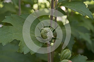 close:up green seedbud of rose mallow