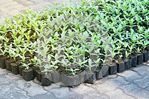 Close-up of green seedling of Asteraceae growing in a pot.