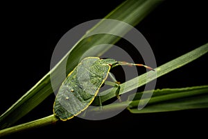 Green Shield Bug on Leaf Close-Up