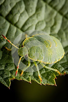 Green Shield Bug on Leaf Close-Up