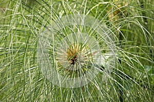 Green Small Leaf of Papyrus tree.
