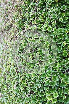 Close up of green small plant