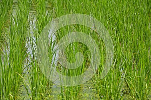 Close up of green small rice plants sowed in rows in an agricultural field of West Bengal, Indian, selective focusing