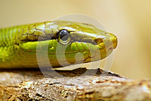 Close up on a green snake