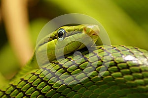 Close up on a green snake