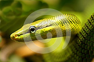 Close up on a green snake