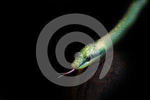 Close up on green snake on black background