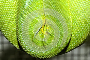 close up green snake skin