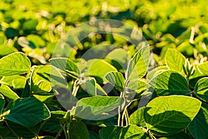 Close up green soy plants. Agricultural soy plantation on sunny day. Soy agriculture. selective focus