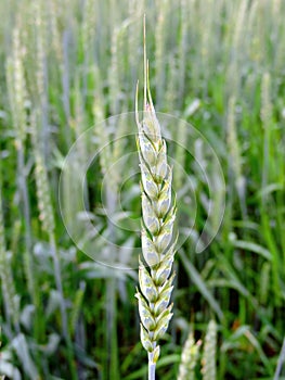 Close-up of green spelt ear