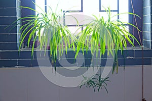 Spider plant