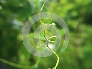 Close-up of a green spiral vine tendril