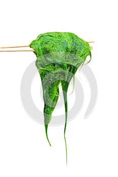 Green spirogyra background on wood chopsticks isolated on white background with clipping path , algae nature patterns texture