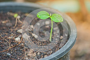 Close up green sprout plant growing out from soil.