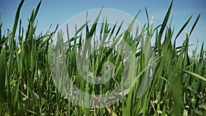 Close up green sprouts without spikes sway in wind in countryside in field of wheat or barley under blue sky