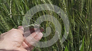 Close up of a Green stalks of farmers hand touching of young growth green barley.