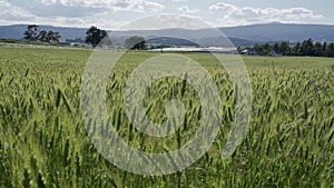 Close up of a Green stalks of farmers hand touching of young growth green barley.