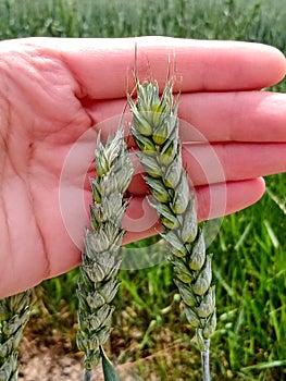 Close up of green stalks of grain against a hand