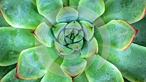 Close-up of A Green Succulent Plant