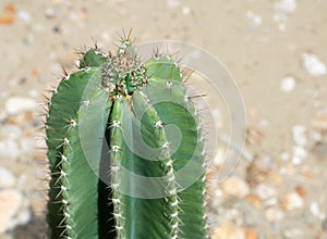 Close up of green succulents cactus