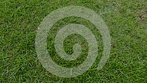 Close-up green summer grass on a rainy day. Fresh meadow. Lawn under rain. Natural background. Raindrops falling on