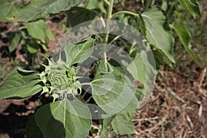 Close-up, green sunflower bud growing in a sunflower field in Thailand outdoors in winter.