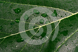 Close up of green sycamore leaf with water drops over. background.