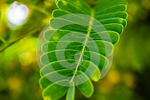 Close up green tamarind leaves pattern