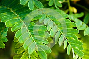 Close up green tamarind leaves pattern