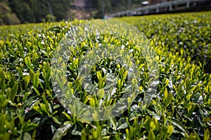 Close up of green tea leaf