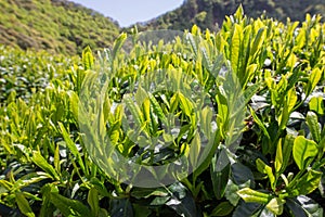 Close up of green tea leaf