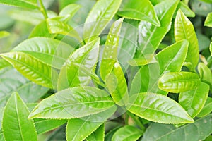 Close up green tea leaves