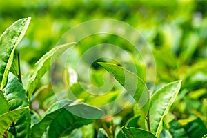 Close up green tea leaves in a tea plantation