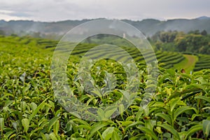 Fresh green tea leaves at the top of the tea tree in a green tea plantation are rows near the mountains