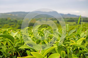 Close up, green tea leaves at the top of the tea tree in a green tea plantation are rows near the mountains for a natural