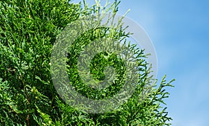 Close-up of green texture christmas leaves of Thuja occidentalis Columna, northern white-cedar, or eastern white cedar photo